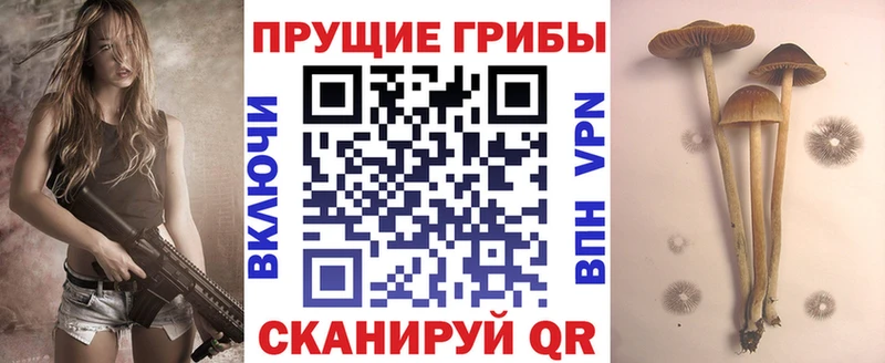 Псилоцибиновые грибы Cubensis Макарьев
